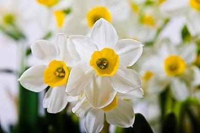 尼尔系列15周年纪念网站出现《尼尔：转生》相关内容